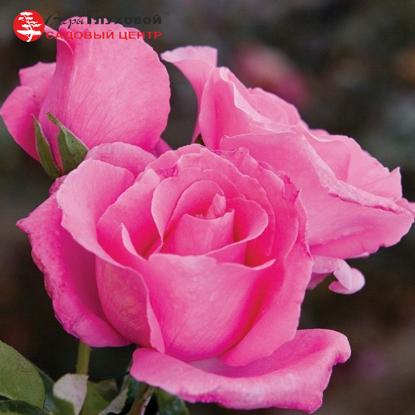 Роза чайно-гибридная The McCartney Rose