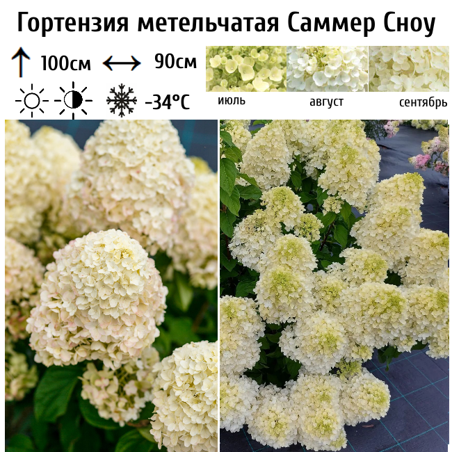 Гортензия метельчатая Саммер Сноу