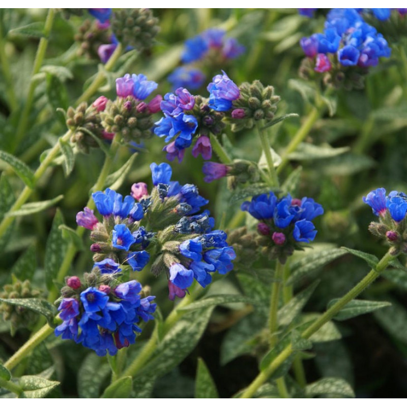 Медуница длиннолистная (Pulmonaria) Бертрам Андерсон