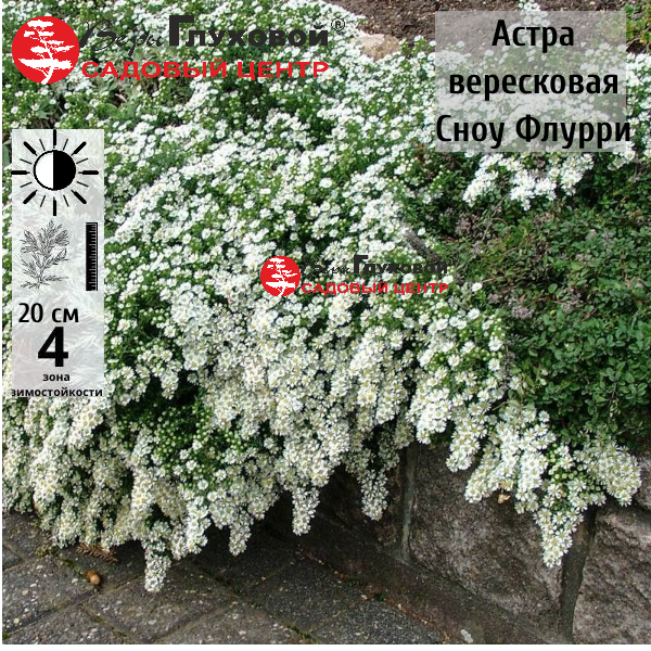 Астра вересковая Сноу Флурри