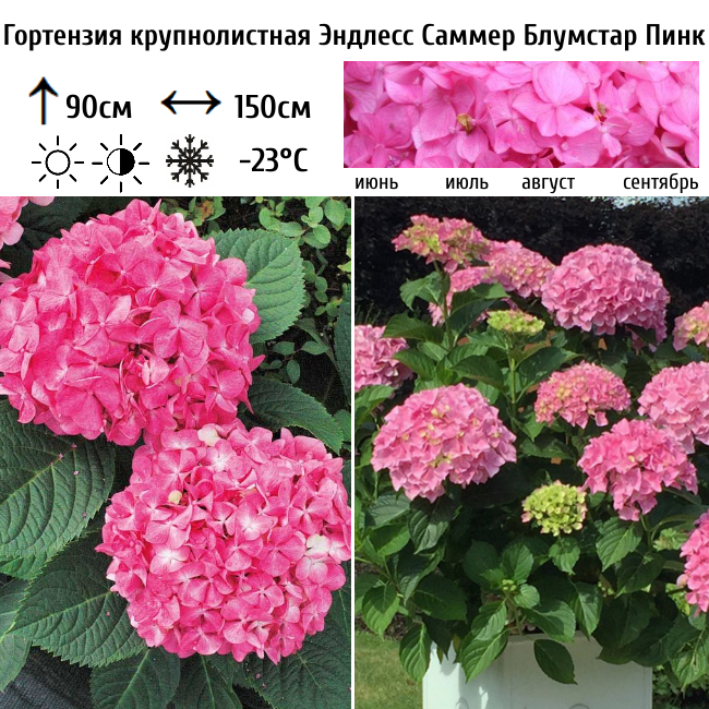 Гортензия крупнолистная Эндлесс Саммер Блумстар Пинк