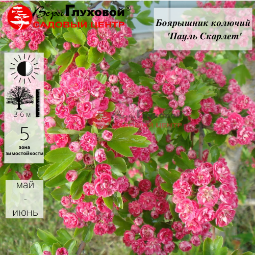 Боярышник колючий Пауль Скарлет