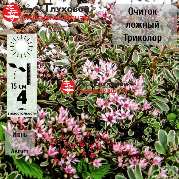 Очиток ложный  Триколор