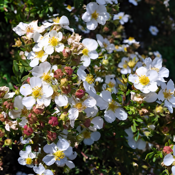 Лапчатка кустарниковая Белла Бьянка