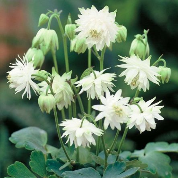 Аквилегия обыкновенная Вайт Барлоу