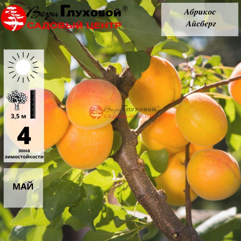 Абрикос Айсберг