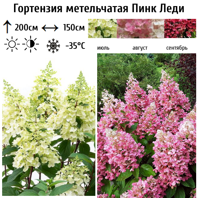 Гортензия метельчатая Пинк Леди