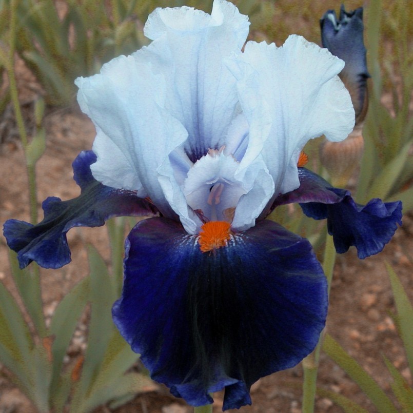 Ирис Chelsea Bleu Ирис Chelsea Bleu