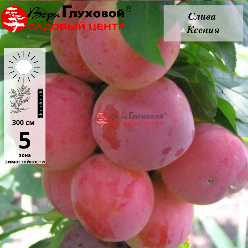 Слива Ксения