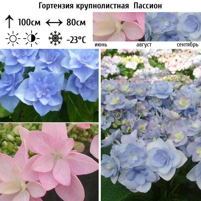 Гортензия крупнолистная Пассион