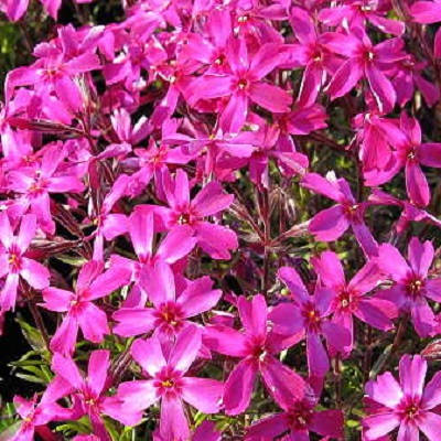 Основное изображение товара