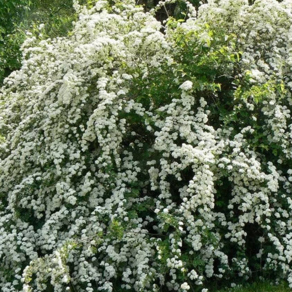 Спирея Вангутта