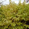 Дерен кроваво-красный (Cornus sanguinea) Энни Уинтер Ориндж С3 СП/25