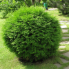 Туя западная (Thuja occidentalis) Вудварди    С3 СП/23