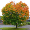 Клен остролистный (Acer platanoides) 120-150 С10 БАл/24