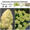 Гортензия метельчатая (Hydrangea paniculata) Лаймлайт  С3 СП/26