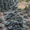 Пихта высокорослая (Abies procera) Глаука 25-30 С4 ГЕ/25