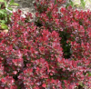 Барбарис Тунберга (Berberis thunbergii) Атропурпурея Нана   С3 СП/24