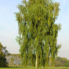 Береза повислая (Betula pendula) 200-250 С10 БАл/26
