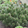 Сосна горная (Pinus mugo) Марч 25-30 С5 ГШт/25