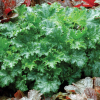Гейхера (Heuchera) Эппл Крисп С2 СП/25