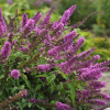 Буддлея Давида (Buddleja davidii) Тутти Фрутти С3 СП/25