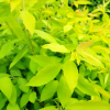 Спирея сливолистная (Spiraea prunifolia) Голдфайер С3 СП/25