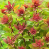 Спирея японская (Spiraea japonica) Спарклинг Шампань  С3 СП/25