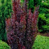 Барбарис Тунберга (Berberis thunbergii) Хелмонд Пиллар С3 СП/24