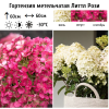 Гортензия метельчатая (Hydrangea paniculata) Литтл Рози С5 СП/26